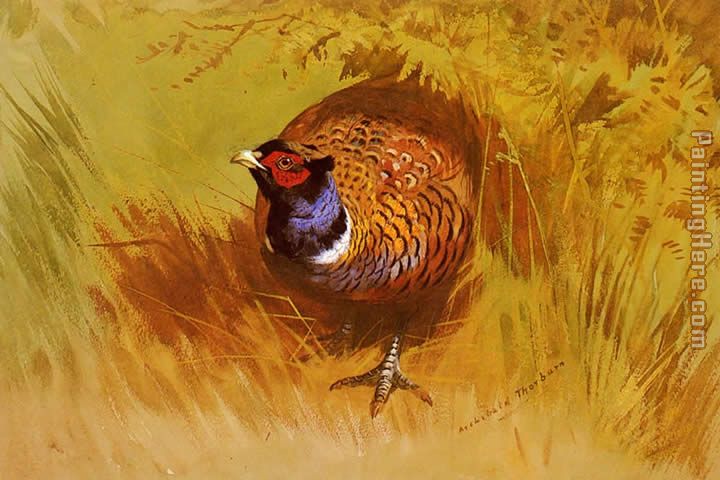A Cock Pheasant painting - Archibald Thorburn A Cock Pheasant art painting